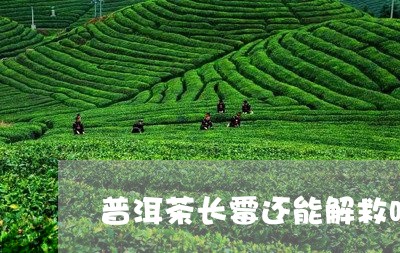 普洱茶长霉还能解救吗/2023092602515