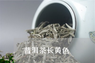 普洱茶长黄色/2023042754849