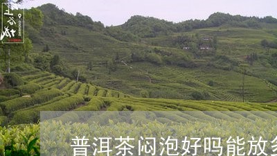 普洱茶闷泡好吗能放多久/2023110127149