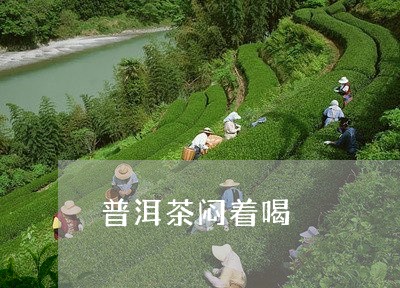 普洱茶闷着喝/2023042638387