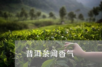 普洱茶闻香气/2023042724442