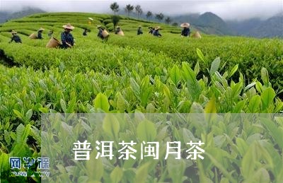 普洱茶闽月茶/2023042841987