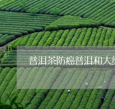 普洱茶防癌普洱和大红袍是一种茶吗/2023060393915