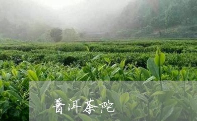 普洱茶陀/2023121895247