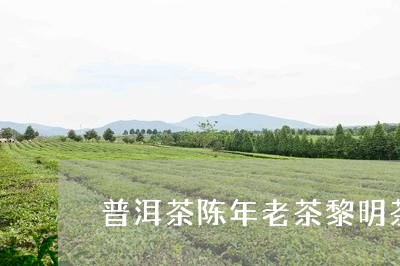 普洱茶陈年老茶黎明茶/2023062893137