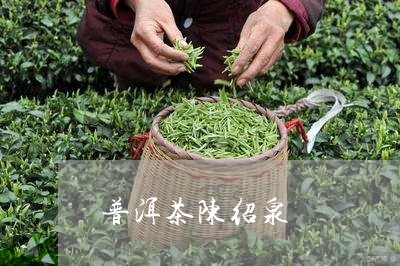 普洱茶陈绍泉/2023091397360