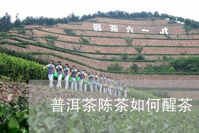 普洱茶陈茶如何醒茶/2023070973935