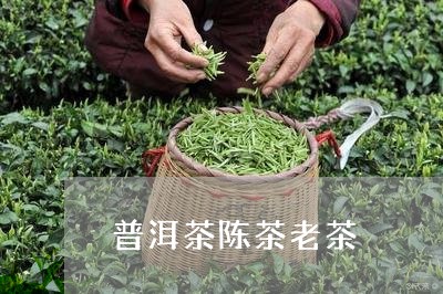 普洱茶陈茶老茶/2023112645069