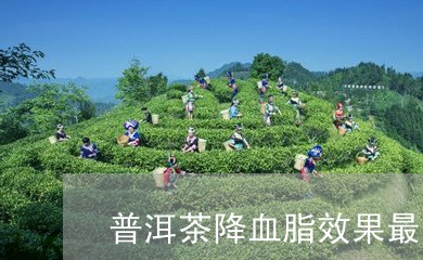 普洱茶降血脂效果最好/2023062561593