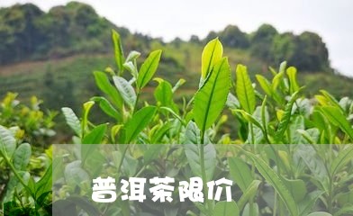 普洱茶限价/2023090567151