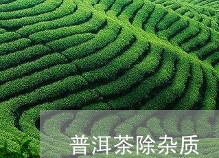 普洱茶除杂质/2023042695257