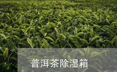 普洱茶除湿箱/2023042772234