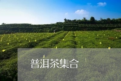 普洱茶集合/2023090631826