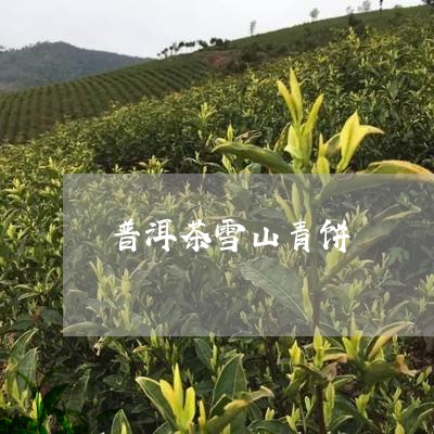 普洱茶雪山青饼/2023110743037