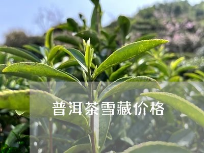 普洱茶雪藏价格/2023112688482