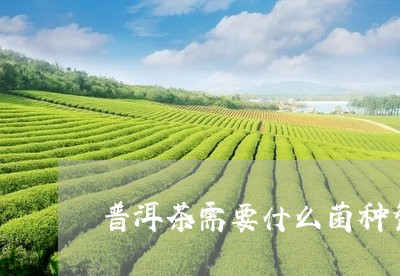 普洱茶需要什么菌种繁殖/2023050600847