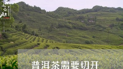 普洱茶需要切开/2023102696149