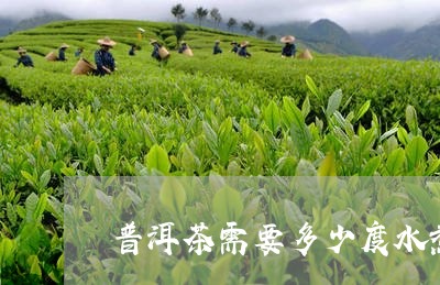 普洱茶需要多少度水煮/2023062175149