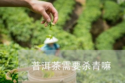 普洱茶需要杀青嘛/2023120448371