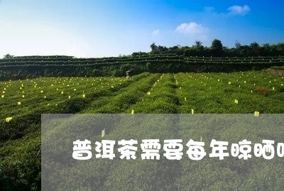 普洱茶需要每年晾晒吗/2023100645260