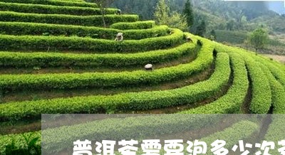 普洱茶需要泡多少次茶才能喝/2023083137481