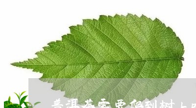 普洱茶需要爬到树上吗/2023100871403