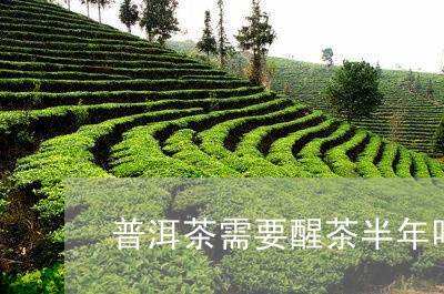 普洱茶需要醒茶半年吗/2023100758474