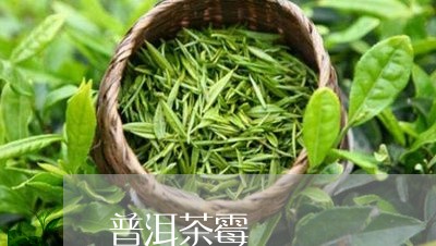 普洱茶霉/2023090151725