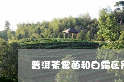 普洱茶霉菌和白霜区别/2023062704150