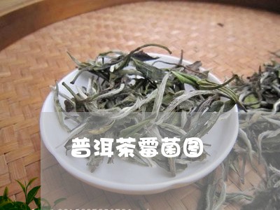 普洱茶霉菌图/2023081827470