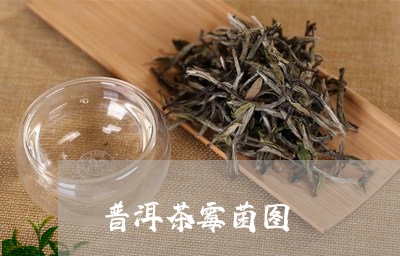 普洱茶霉菌图/2023102530703