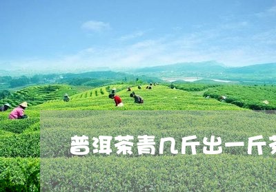 普洱茶青几斤出一斤茶/2023061981946