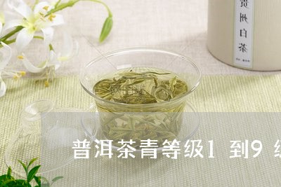 普洱茶青等级1到9级/2023092586260