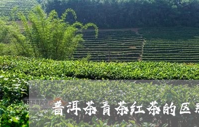 普洱茶青茶红茶的区别/2023100857250