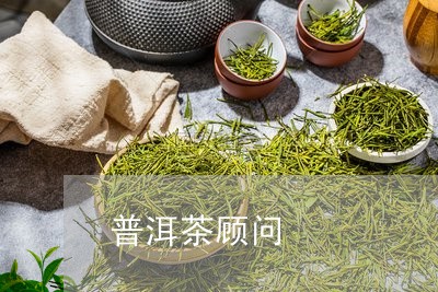 普洱茶顾问/2023090592916