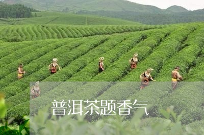 普洱茶题香气/2023042774165