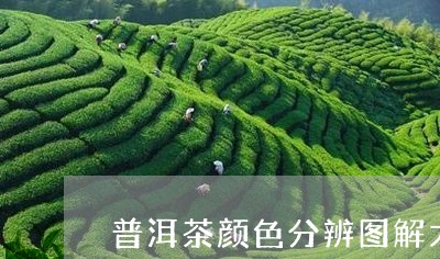 普洱茶颜色分辨图解大全/2023103101592