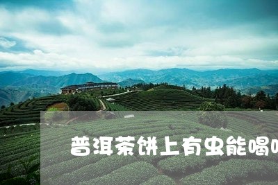 普洱茶饼上有虫能喝吗怎么办/2023082800693