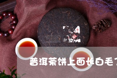 普洱茶饼上面长白毛了/2023062973238