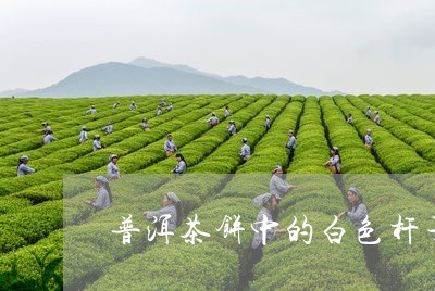 普洱茶饼中的白色杆子/2023062214150