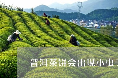 普洱茶饼会出现小虫子/2023093094836