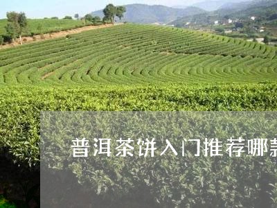 普洱茶饼入门推荐哪款/2023082735948