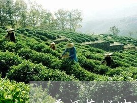 普洱茶饼冲泡什么味道/2023120752513