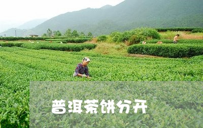 普洱茶饼分开/2023042770898