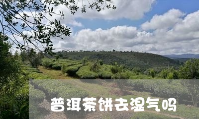 普洱茶饼去湿气吗/2023101621615