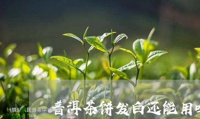 普洱茶饼发白还能用吗/2023073061481