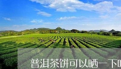 普洱茶饼可以晒一下吗/2023092683936