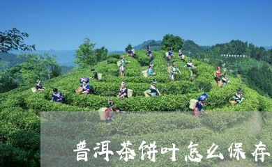 普洱茶饼叶怎么保存/2023071080605