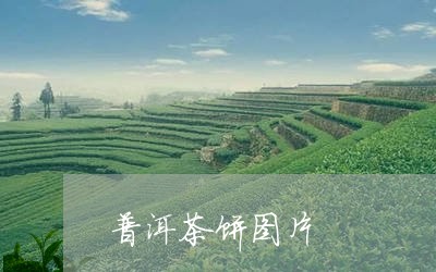 普洱茶饼图片/2023042920866