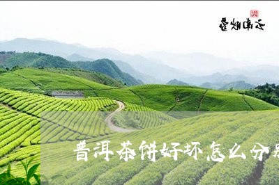 普洱茶饼好坏怎么分别/2023080130692